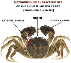 Image result for Eriocheir sinensis
