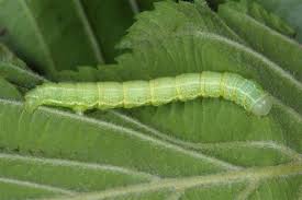 Attēlu rezultāti vaicājumam “Alsophila aescularia”