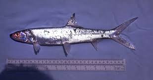 Image result for Elops saurus