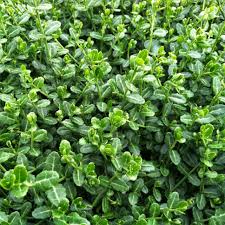 Attēlu rezultāti vaicājumam “Euonymus”