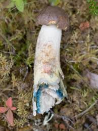 Attēlu rezultāti vaicājumam “Leccinum”