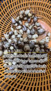 Attēlu rezultāti vaicājumam “Sagittaria sagittifolia fruit”