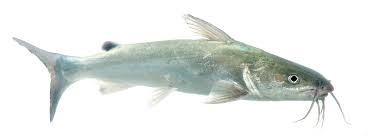 Image result for Ariopsis felis