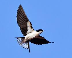 Attēlu rezultāti vaicājumam “Hirundinidae”