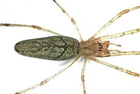Attēlu rezultāti vaicājumam “Tetragnatha montana”