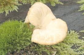 Attēlu rezultāti vaicājumam “Polyporus varius”