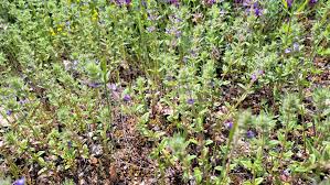 Attēlu rezultāti vaicājumam “Acinos arvensis flower”