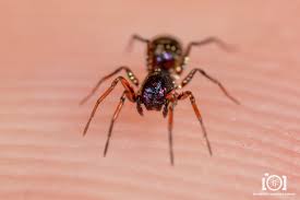 Attēlu rezultāti vaicājumam “Gnaphosidae”