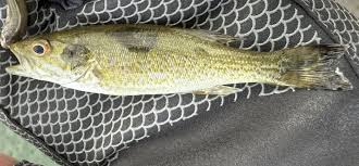 Image result for Micropterus dolomieu