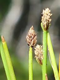 Attēlu rezultāti vaicājumam “Eleocharis palustris flower”