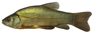 Image result for Tinca tinca