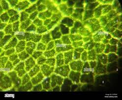 Attēlu rezultāti vaicājumam “Nardia scalaris cells”