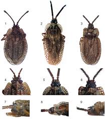 Attēlu rezultāti vaicājumam “Acalypta carinata”