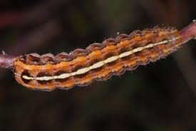 Attēlu rezultāti vaicājumam “Lycophotia porphyrea”