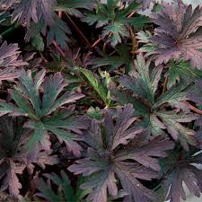 Attēlu rezultāti vaicājumam “Geranium pratense leaf”