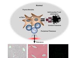 Image result for Thymus
