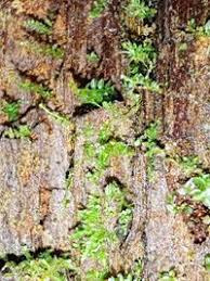 Attēlu rezultāti vaicājumam “Tetraphis pellucida”