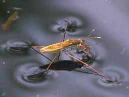 Attēlu rezultāti vaicājumam “Gerridae”