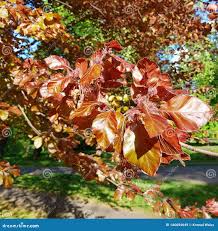 Attēlu rezultāti vaicājumam “Fagus sylvatica fo. purpurea leaf”