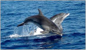 Image result for Tursiops truncatus