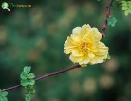 Attēlu rezultāti vaicājumam “Rosaceae”