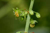 Attēlu rezultāti vaicājumam “Rumex obtusifolius flower”