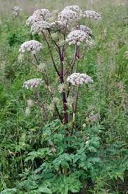 Attēlu rezultāti vaicājumam “Angelica sylvestris flower”