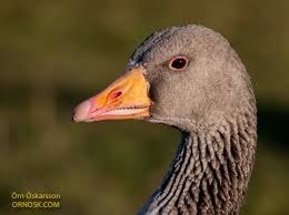 Attēlu rezultāti vaicājumam “Anser anser”