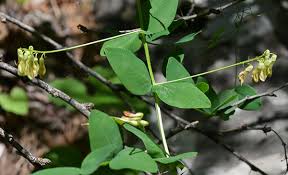Attēlu rezultāti vaicājumam “Vicia pisiformis”