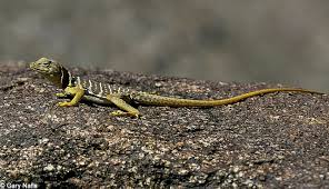 Attēlu rezultāti vaicājumam “Leiocolea collaris”