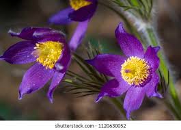 Attēlu rezultāti vaicājumam “Pulsatilla pratensis”