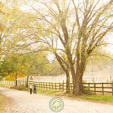 Image result for Greenways Riding Stable Lower Eashing