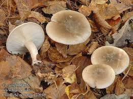 Attēlu rezultāti vaicājumam “Clitocybe nebularis”