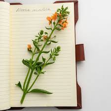 Image result for Alonsoa liniflora