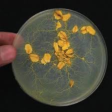 Attēlu rezultāti vaicājumam “Physarum virescens plasmodium”