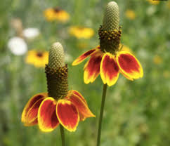 Image result for Ratibida columnifera