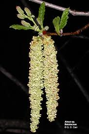 Attēlu rezultāti vaicājumam “Carpinus betulus male flower”