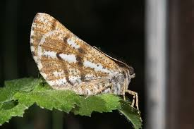 Attēlu rezultāti vaicājumam “Bupalus piniaria”