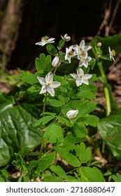 Attēlu rezultāti vaicājumam “Isopyrum thalictroides”