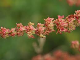 Attēlu rezultāti vaicājumam “Rumex obtusifolius flower”