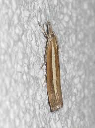 Attēlu rezultāti vaicājumam “Agriphila selasella”