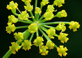 Image result for Pastinaca sativa