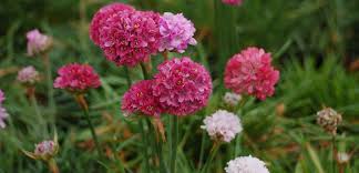 Attēlu rezultāti vaicājumam “Armeria vulgaris flower”