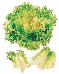 Image result for Endivie