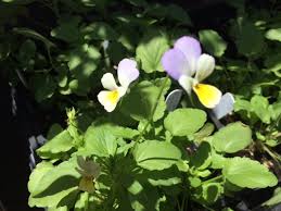 Attēlu rezultāti vaicājumam “Viola tricolor leaf”