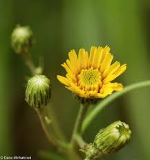 Attēlu rezultāti vaicājumam “Hieracium vulgatum bud”