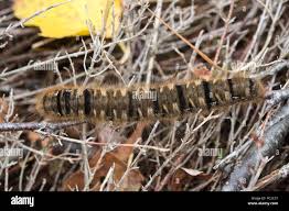 Attēlu rezultāti vaicājumam “Lasiocampa quercus larva”