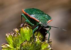 Attēlu rezultāti vaicājumam “Chlorochroa juniperina”