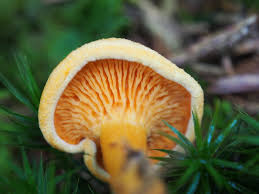 Attēlu rezultāti vaicājumam “Hygrophoropsis aurantiaca”