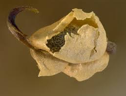 Attēlu rezultāti vaicājumam “Diderma ochraceum macro”